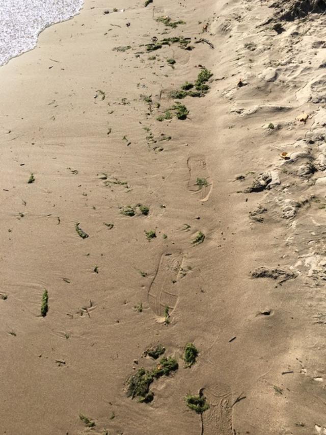 Footprints In Beach Sand