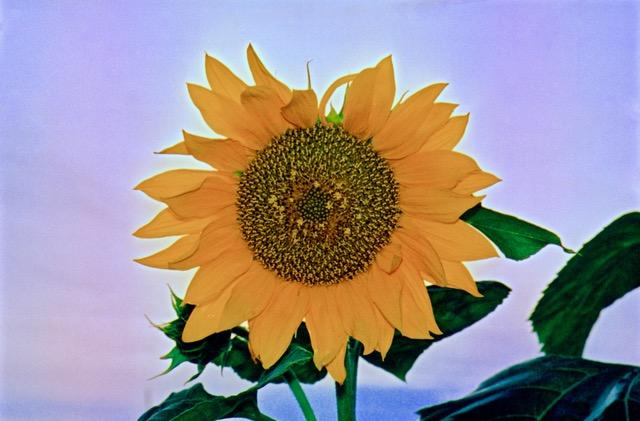Sunflower with Purple Background